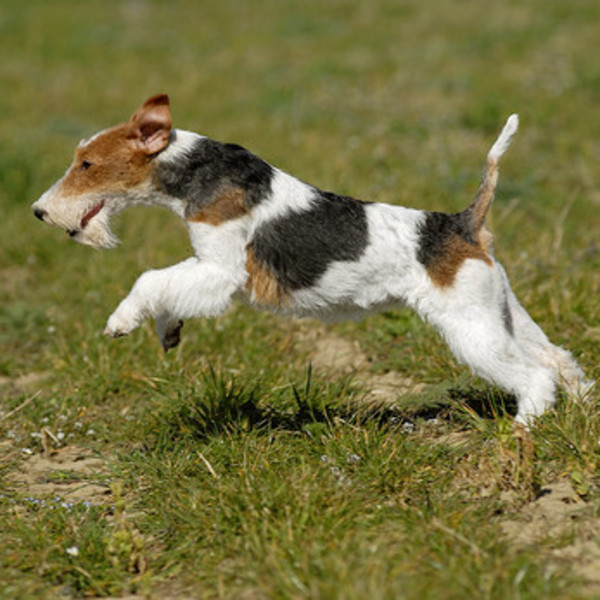 Foksterier szorstkowłosy (Wire-Haired Fox Terrier) jedna z ras psów , należąca do grupy terierów, zaklasyfikowana do sek