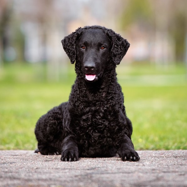 Curly coated retriever rasa psów, należąca do grupy psów aportujących, płochaczy i psów wodnych.