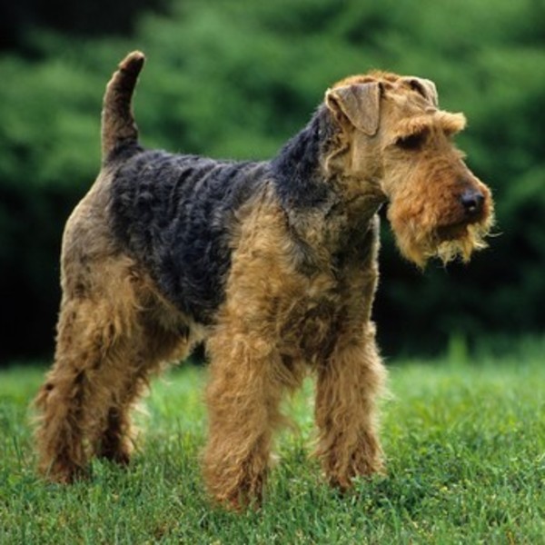 Terier walijski (Welsh terrier) rasa psa, należąca do grupy terierów, zaklasyfikowana do sekcji terierów wysokonożnych. 