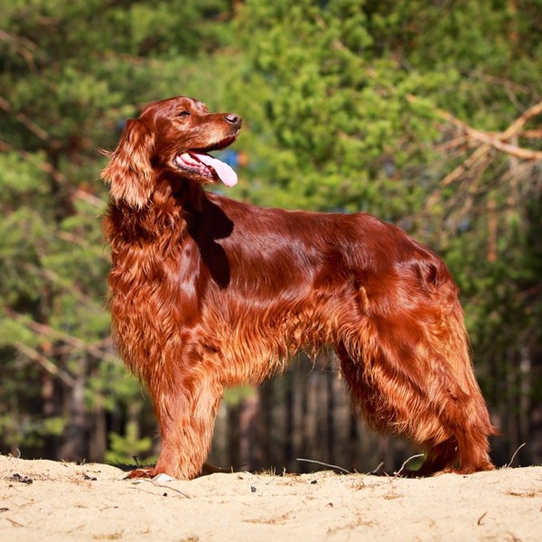 Seter irlandzki (Red setter) jedna z ras psów , należąca do grupy wyżłów w sekcji wyżłów brytyjskich i irlandzkich, w ty