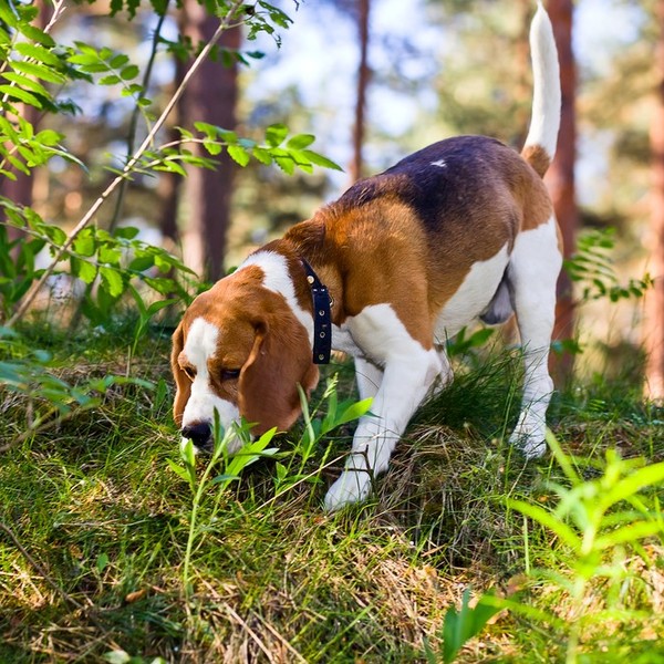 Beagle rasa psa , należąca do grupy psów gończych, posokowców i psów ras pokrewnych, typu wyżłowatego. Zaklasyfikowana d