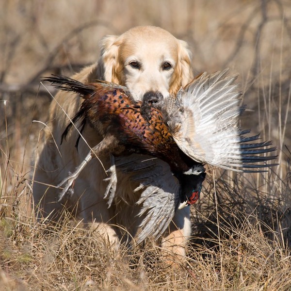Golden aportujący bażanta Golden retriever rasa psa, należąca do grupy psów aportujących, płochaczy i psów wodnych , zak