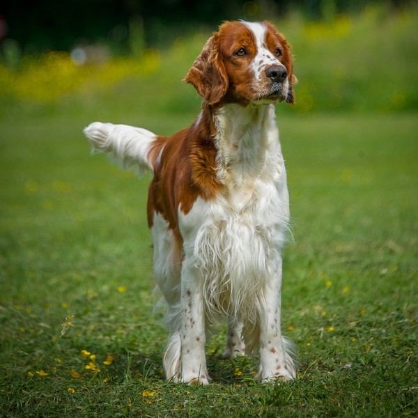 Springer spaniel walijski - rasa psów należąca do grupy psów aportujących, płochaczy i psów wodnych. Zaklasyfikowana do 