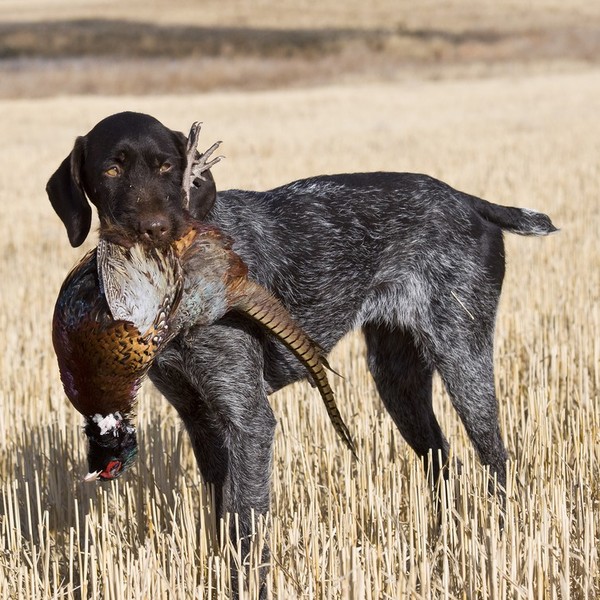 Wyżeł niemiecki szorstkowłosy (German Wirehaired Pointer) jedna z ras psów należąca do grupy wyżłów, zaklasyfikowana do 