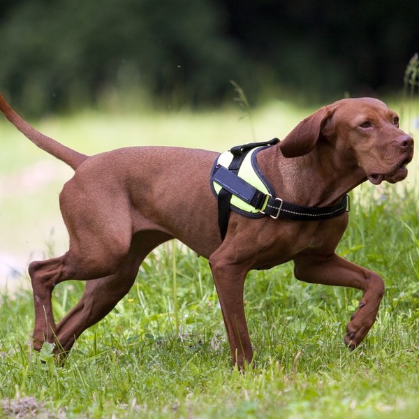 Wyżeł węgierski krótkowłosy (Hungarian Vizsla) rasa psów myśliwskich z grupy wyżłów. Zaklasyfikowana do sekcji wyżłów ko