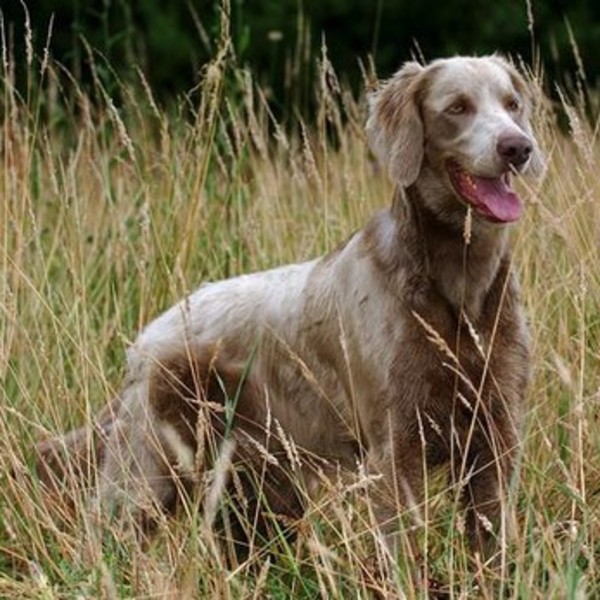 Wyżeł weimarski długowłosy (Weimaraner langhaarig).