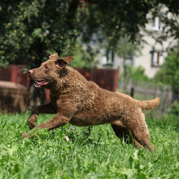 Chesapeake Bay Retriever rasa psów, należąca do grupy psów aportujących, płochaczy i psów dowodnych.