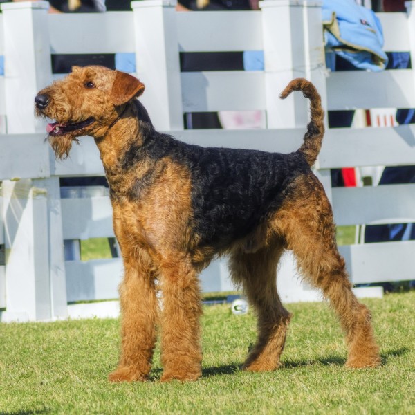 Airedale terrier jedna z ras psów, należąca do grupy terierów, zaklasyfikowana do sekcji terierów wysokonożnych.