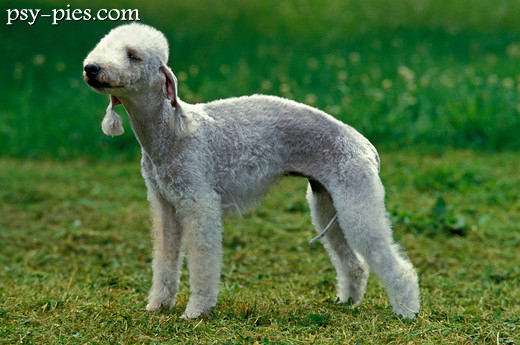 Bedlington terrier o miękkiej, kędzierzawej sierści
