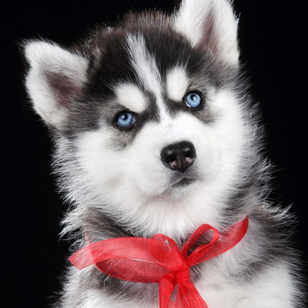 Słodziak Syberian husky z czerwona wstążeczką.