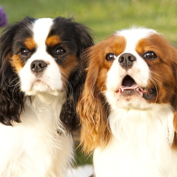 Galeria zdjęć psów rasy Cavalier king Charles spaniel. Psów z IX grupy FCI - psów ozdobnych i do towarzystwa. Fajne i śm