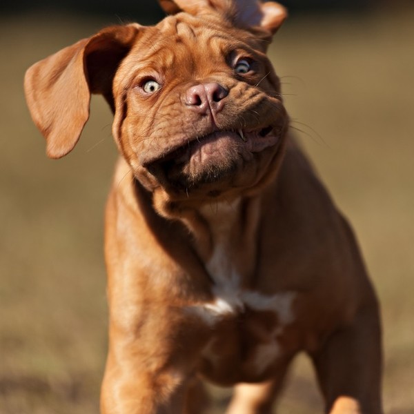 Przezabawny szczeniak Dog z Bordeaux .