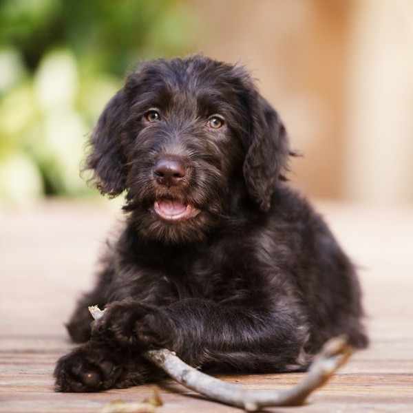 Czekoladowy Labradoodle z kijkiem.