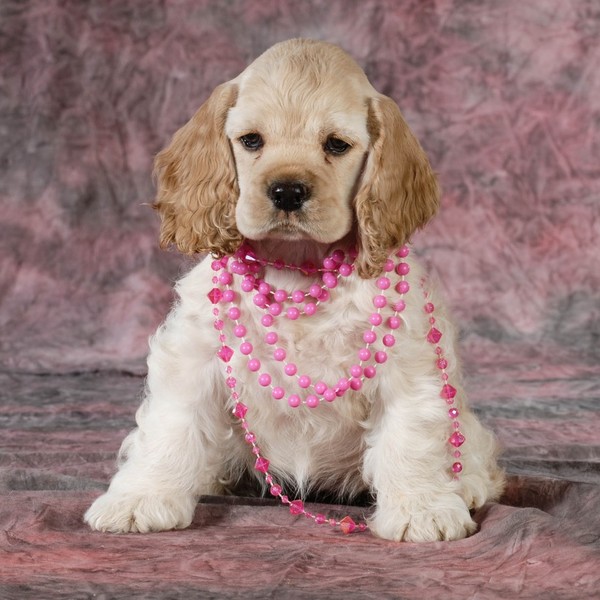 Cocker spaniel amerykański w różowych koralikach.