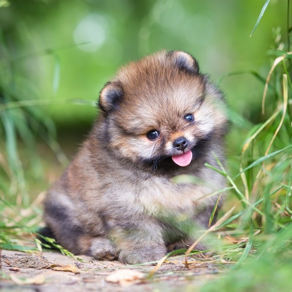 Mały słodki szczeniak Pomeraniana siedzący wśród traw.