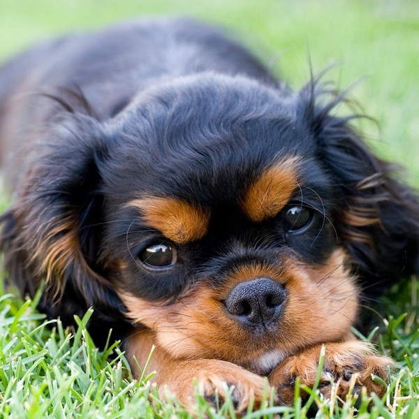 Szczeniak Cavalier king Charles spaniela leżący na trawce.