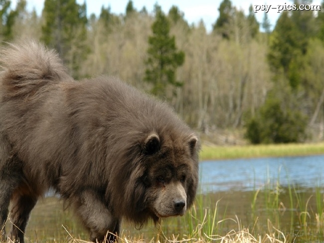 chow chow niebieski