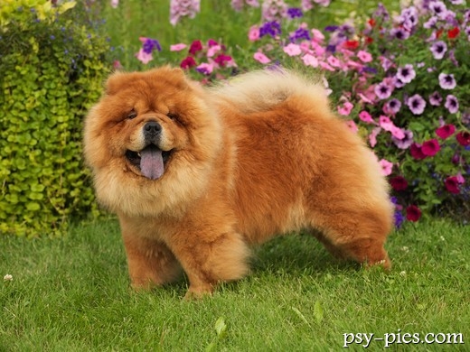 chow chow rudy