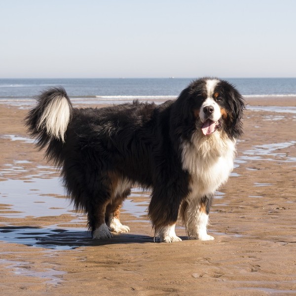 BERNEŃSKI PIES PASTERSKI (Berner Sennenhund, Bernese Mountain Dog) B Wzrost: psy 64-70 cm (idealny 66-68 cm), suki 58-66