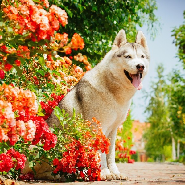 Portret husky syberyjskiego obok kwitnącej róży parkowej.