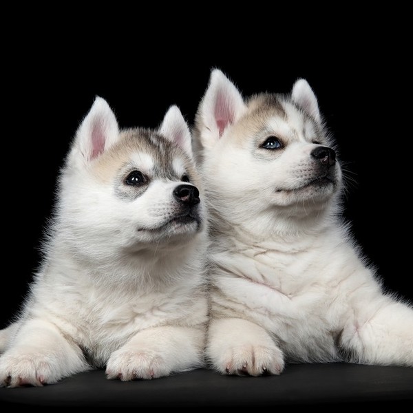 Dwa słodkie szczeniaki Syberian husky.