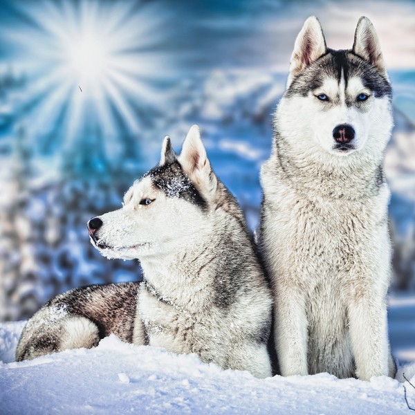 Dwa dorosłe psy Syberian husky - Wańka i Wasyl.