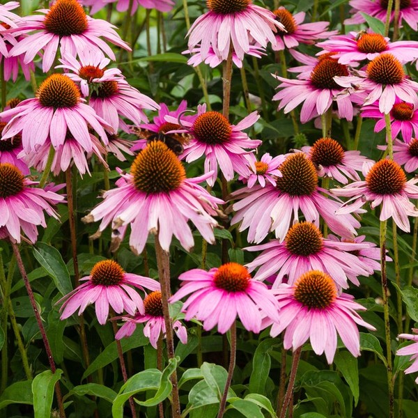 Jeżówka purpurowa - echinacea Substancjami aktywnymi zawartymi w jeżówce są: polisacharydy, alkiloaminy oraz olejki eter
