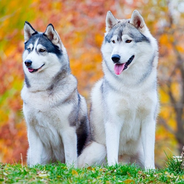 Współczesne Syberian Husky to psy pracujące. Czworonogi o silnej, sportowej sylwetce i niezłomnym charakterze. Ich popul