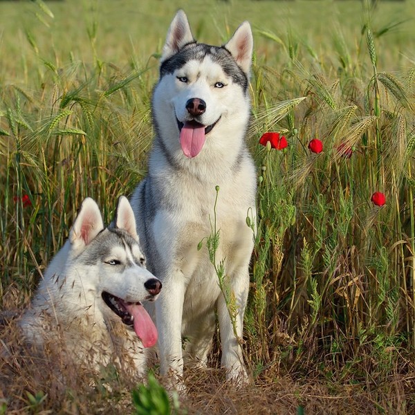 Para hodowlana husky - Misza i Wasyl.