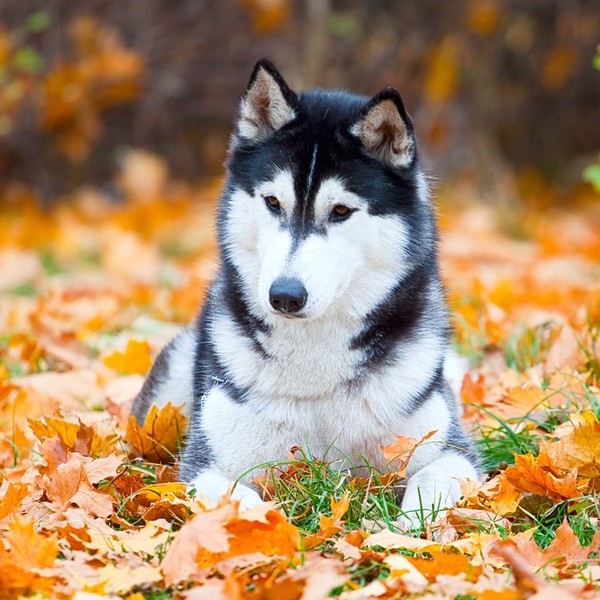 Husky w parku.
