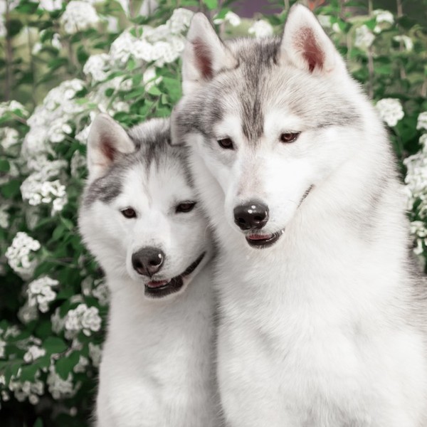 Dwa syberian husky w parku.