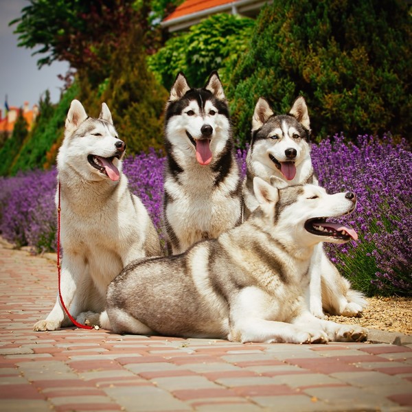 Cztery psy Husky syberyjski. Zespół psów zaprzęgowych .