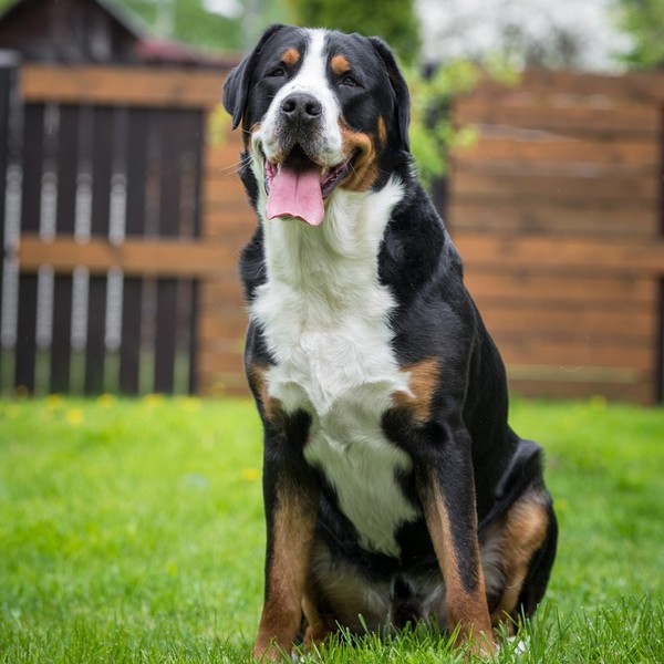 DUŻY SZWAJCARSKI PIES PASTERSKI (Grosser Schweizer Sennenhund, Great Swiss Mountain Dog) Duży szwajcarski pies pasterski