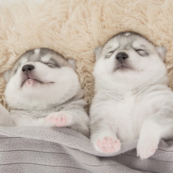 Dwa szczenięta siberian husky śpiące pod szarym kocem.
