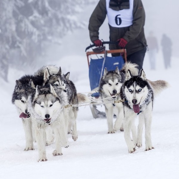 Zdjęcie psów syberian husky w zaprzęgu .