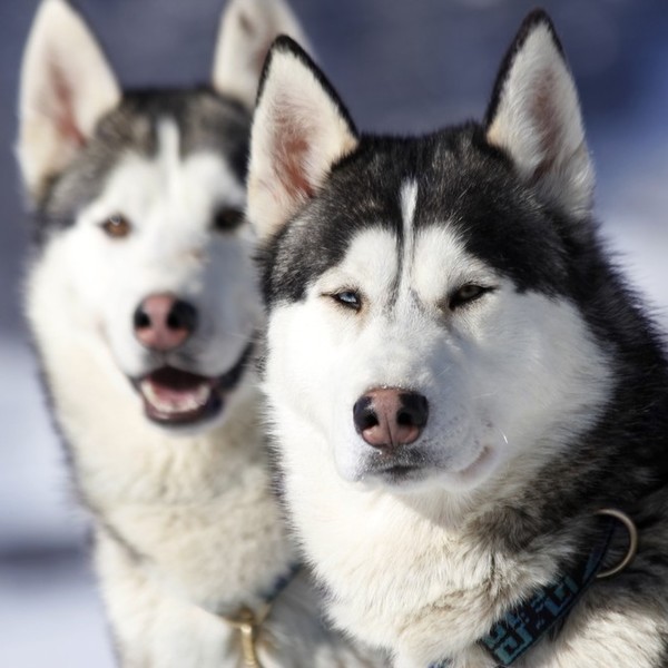 Zdjęcie psów Syberian husky.