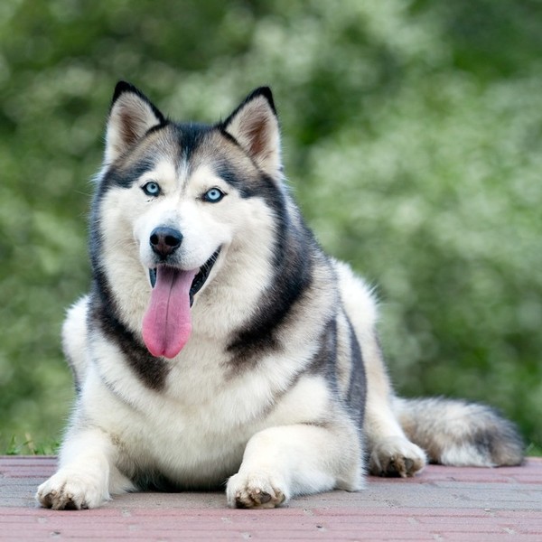 Syberian husky Gizmo.