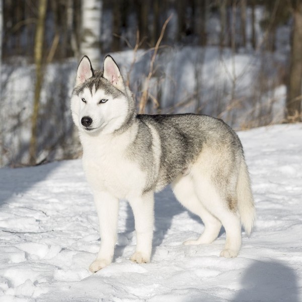 Niebieskooki szczeniak Syberian husky.