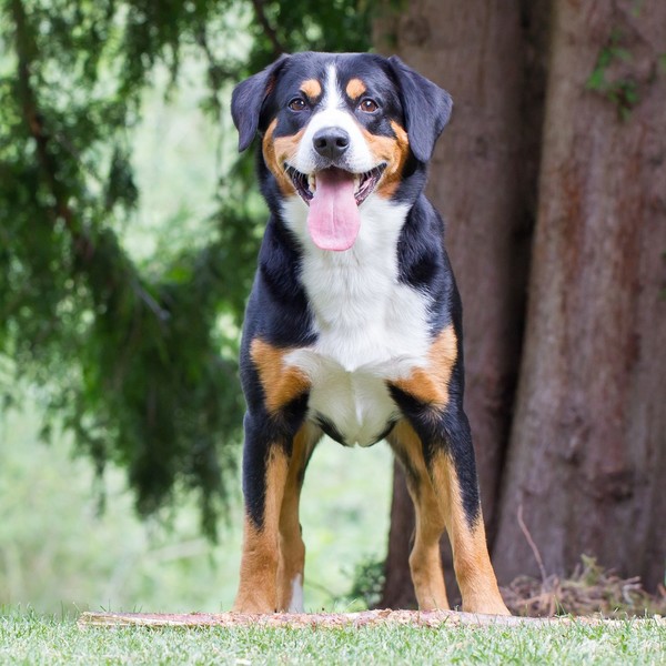 ENTLEBUCHER (Entlebucher Sennenhund, Entlebuch Cattle Dog Najmniejszy przedstawiciel grupy sennenhund. Pochodzi z Entleb