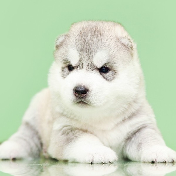 Szczeniak Arctic Husky.