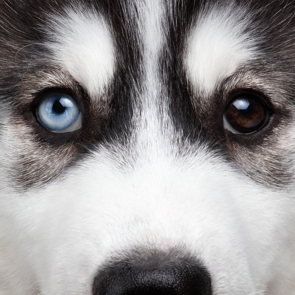 Piękny, różnooki husky.