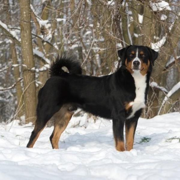 APPENZELLER (Appenzeller Sennenhund, Appenzell Cattle Dog) Wzrost: psy 52-56 cm, suki 52-54 cm z tolerancją +/- 2 cm. Ce
