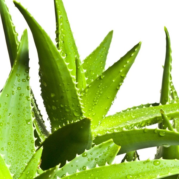 Aloes Aloes to bogate źródło aminokwasów i minerałów m.in. wapnia, kwasu foliowego, żelaza, magnezu, fosforu, potasu i c
