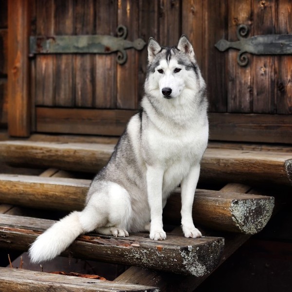 Syberian husky siedzący na drewnianych schodach.