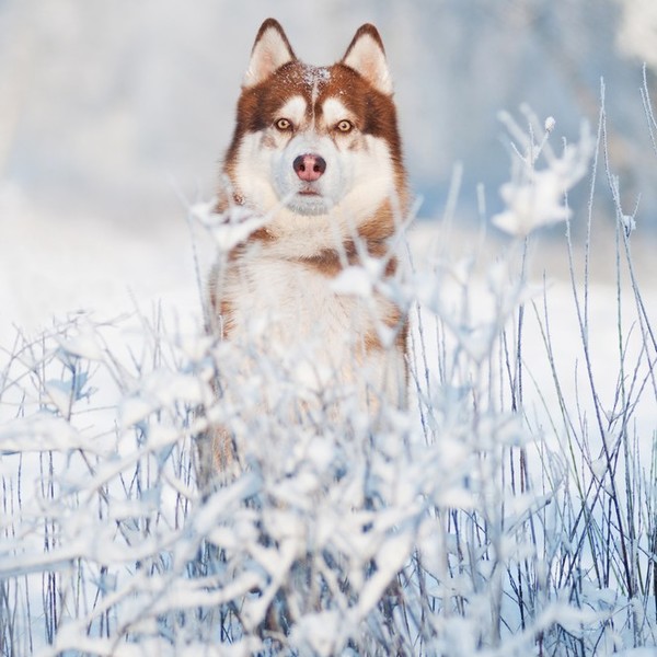 Portret husky syberyjskiego w zimie.