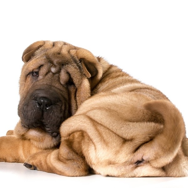 Shar-pei to stara rasa psów chińskich, której narodziny datowane są na pierwsze lata naszej ery. Psy miały zostać wyhodo