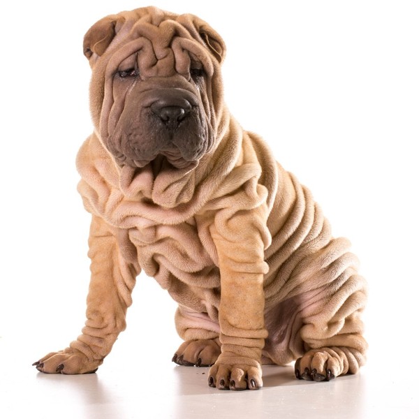 Chińczycy praktykowali także okrutny zwyczaj nacinania skóry Shar pei od ogona aż po samą głowę psa. Kiedy rany zabliźni
