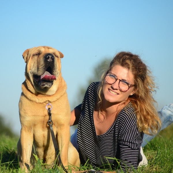 Właściciele psów Shar pei często wskazują, że bardzo ważne w ich wychowaniu jest wprowadzenie elementu rutyny. Oznacza t