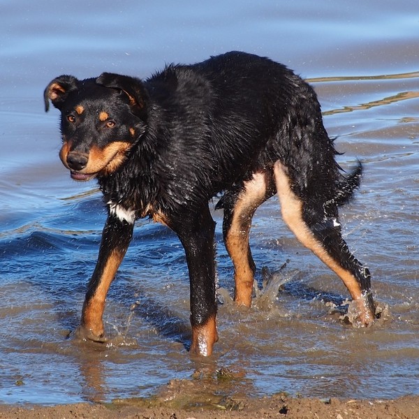 Owczarek australijski - zdjęcia psów rasy Kelpie Rasa Australian Kelpie została wyhodowana ok. 1870 roku. Psy pochodzą o