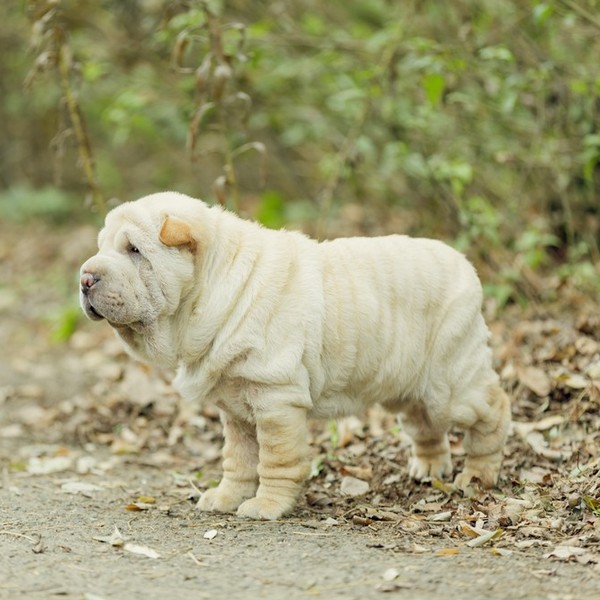 Ciekawostka o Shar pei! Właściciele psów, chcąc zwiększyć ich determinację i wolę walki, przed każdym starciem podawali